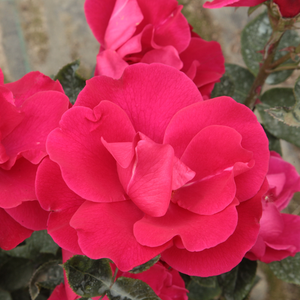 Roşu purpuriu - trandafir pentru straturi Floribunda